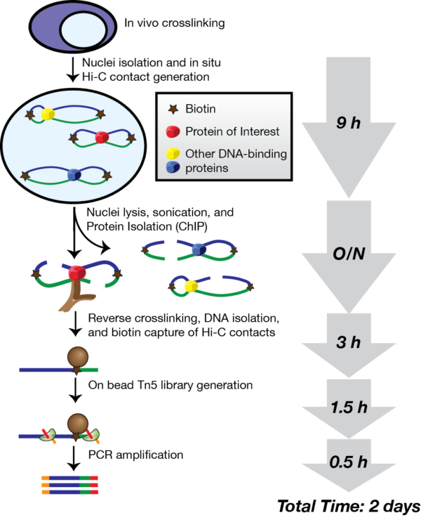 Outline of the HiChIP protocol  (Mumbach et al., Protocol Exchange 2016)