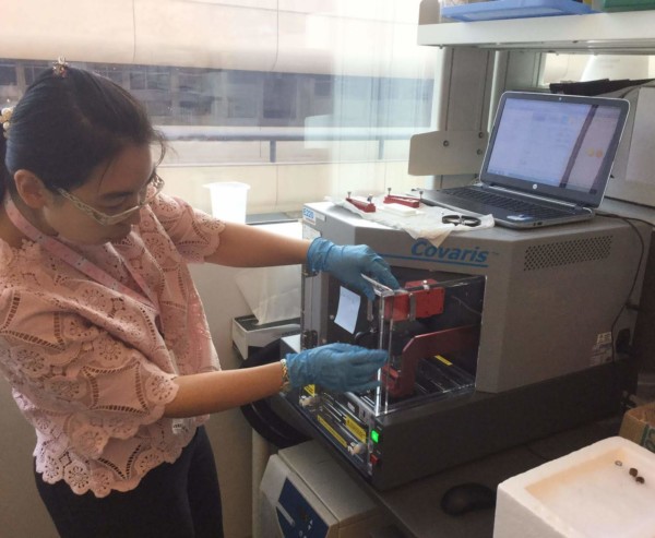 Yao uses the sonicator to fragment the DNA to small fragments