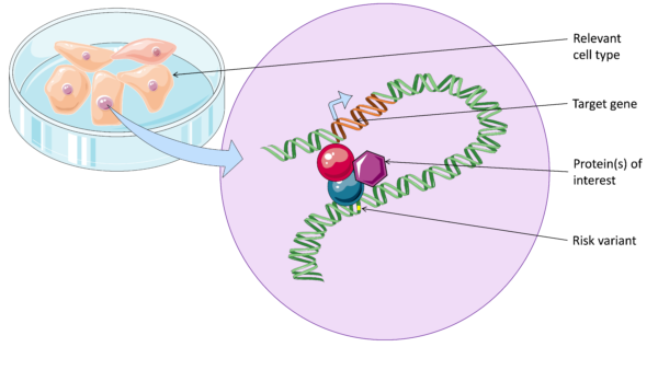 Long-range interactions can occur between a non-coding risk variant and a target gene.